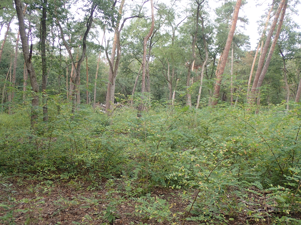 Read more about the article Forstbetrieb fördert durch den ‚Waldumbau‘ die Ausbreitung invasiver Neopyhten
