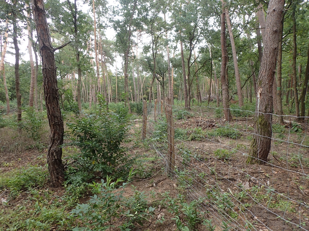 MA-Käfertaler Wald, Umbaufläche