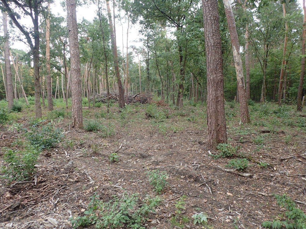 MA-Käfertaler Wald, Umbaufläche