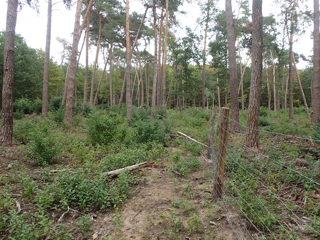 MA-Käfertaler Wald, Umbaufläche
