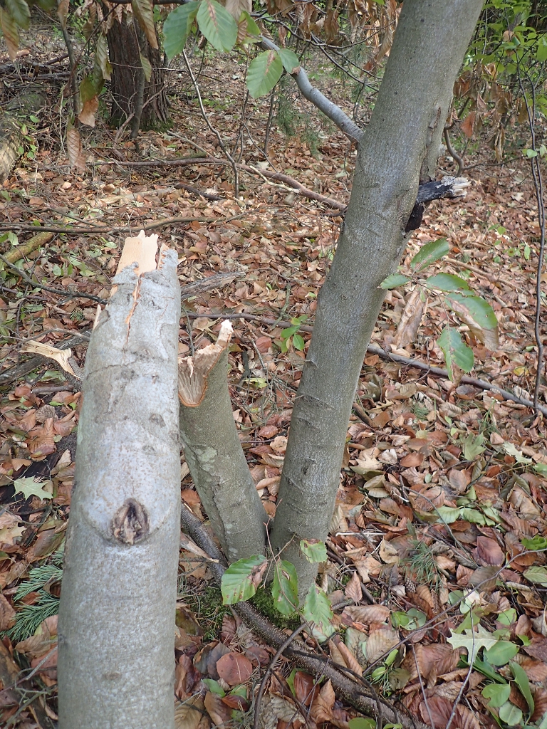 Kollekturwald, gefällte Buche