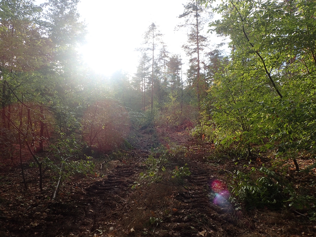 Kollekturwald, Rückegasse