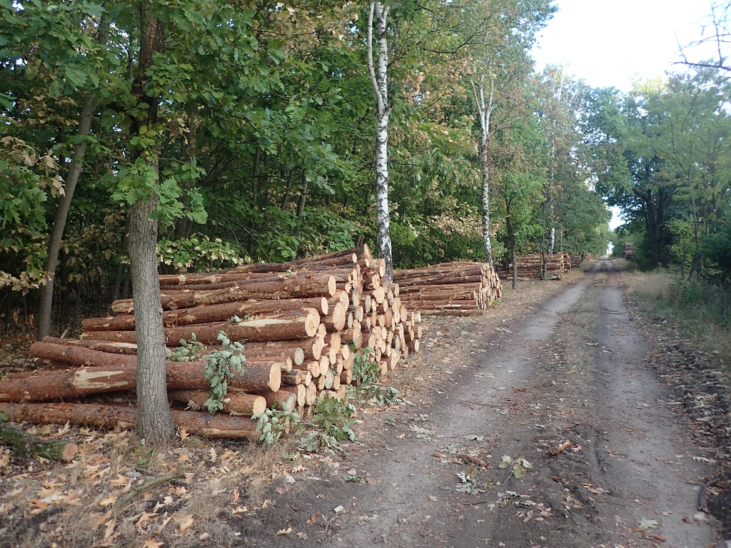 Kollekturwald, Kiefern-Polter