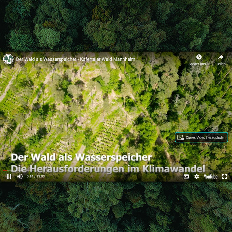 Read more about the article Video: Der Wald als Wasserspeicher – Die Herausforderung im Klimawandel