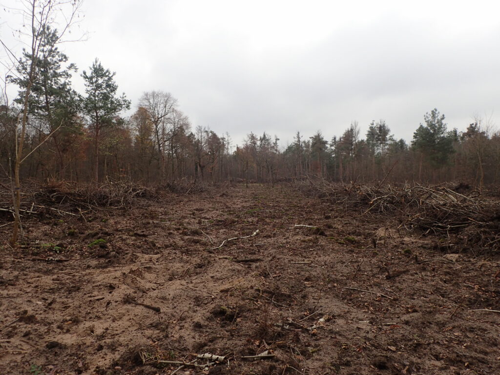 Käfertaler Wald. Kahlschlagfläche ForstBW