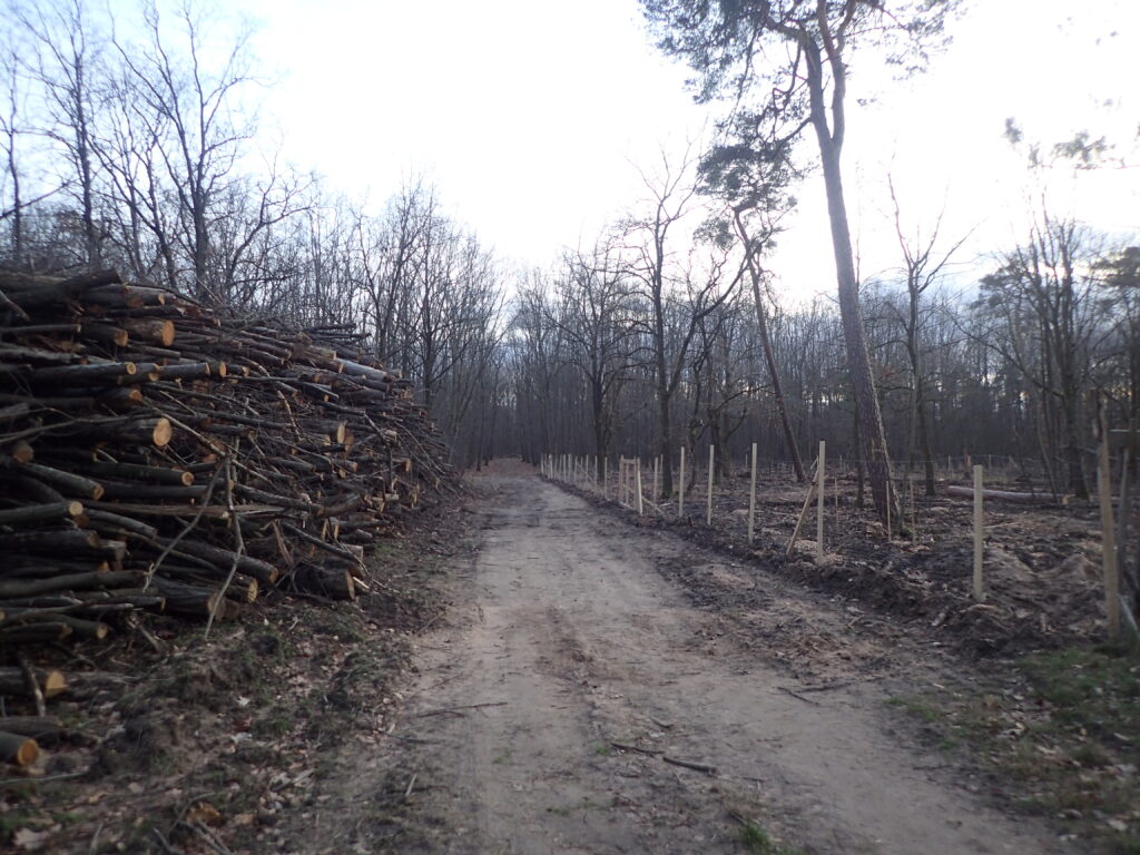 Holzpolter neben Umbaufläche